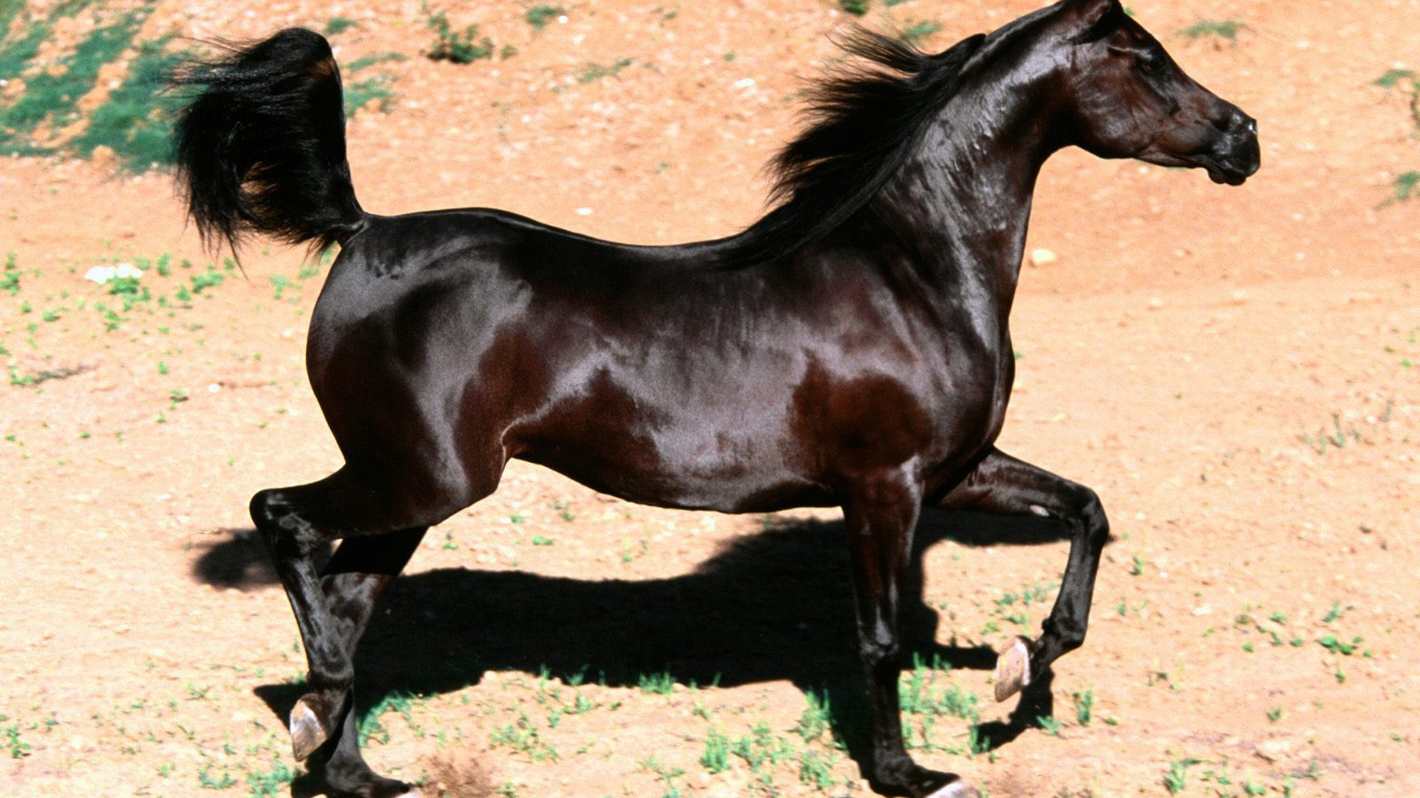 Арабская лошадь