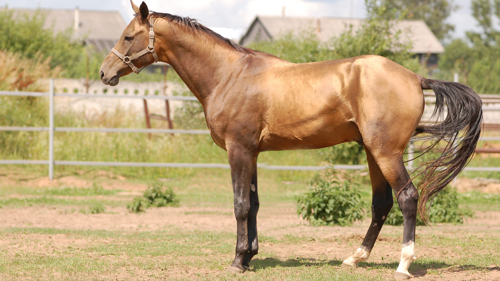 Буденновская лошадь