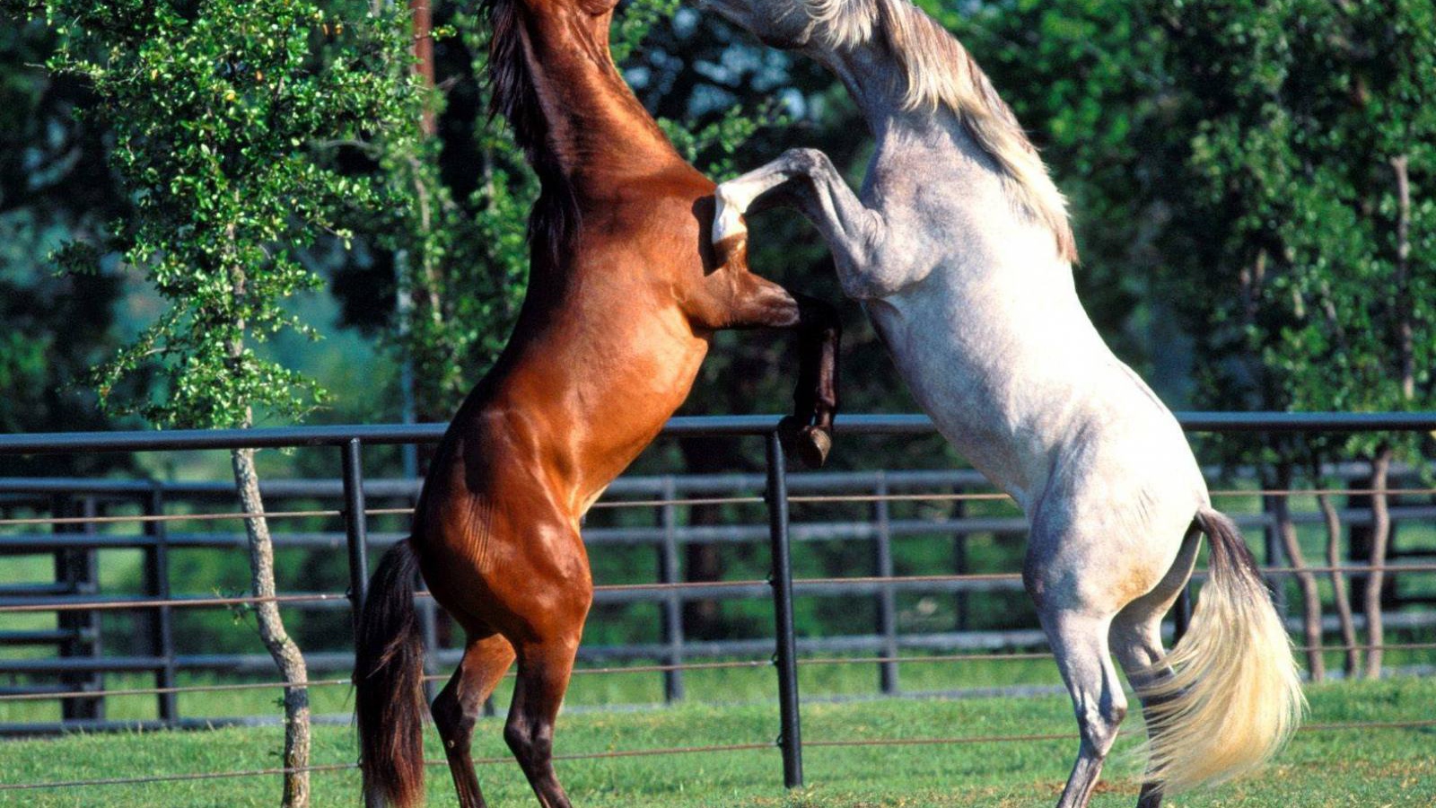 Лошади спариваются. Лошадь танцует. Скрещивание лошадей. Танец с лошадью.
