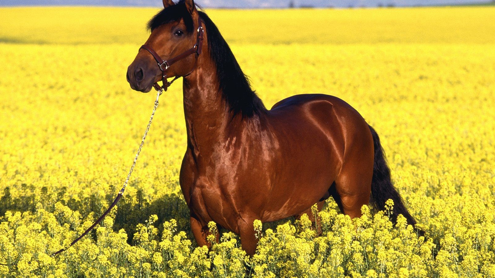 Гнедая лошадь на желтом поле