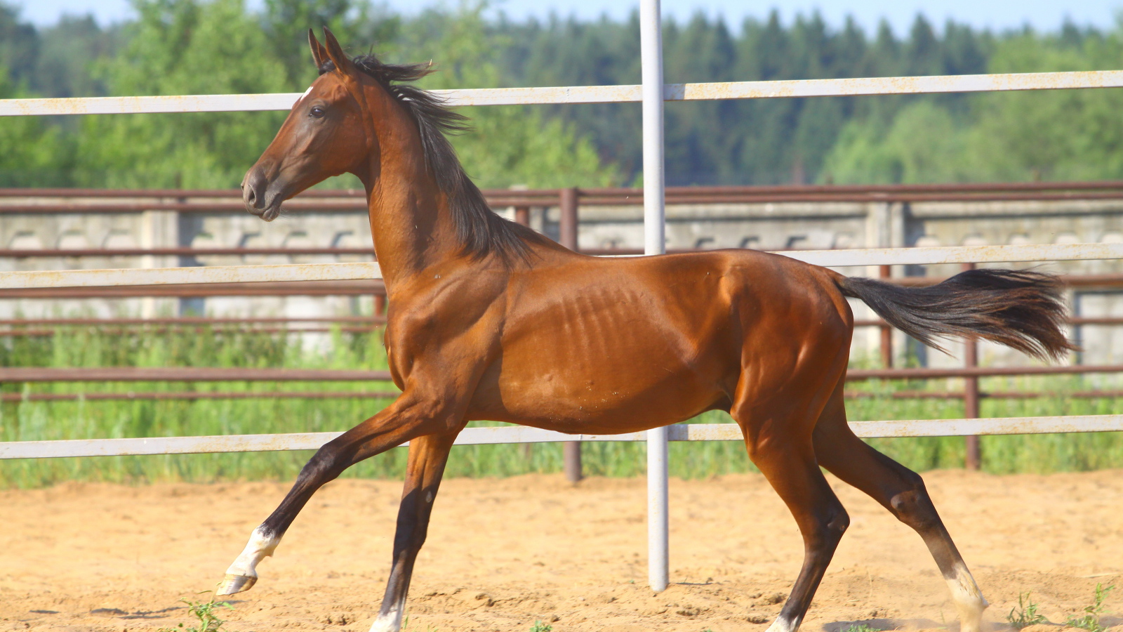 Донская лошадь