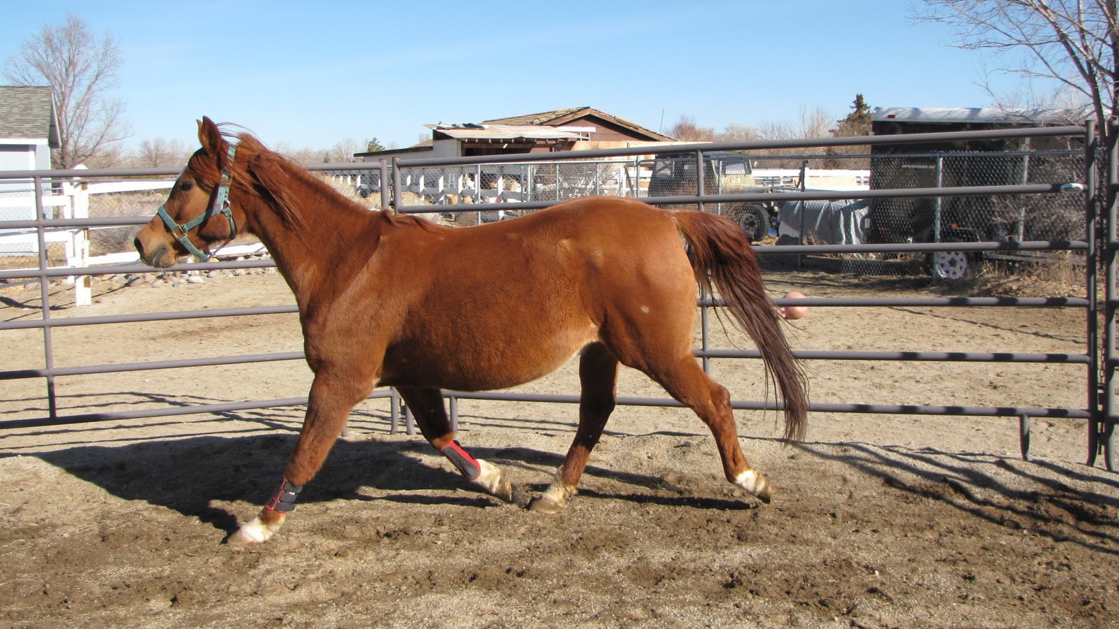 Толстая лошадь