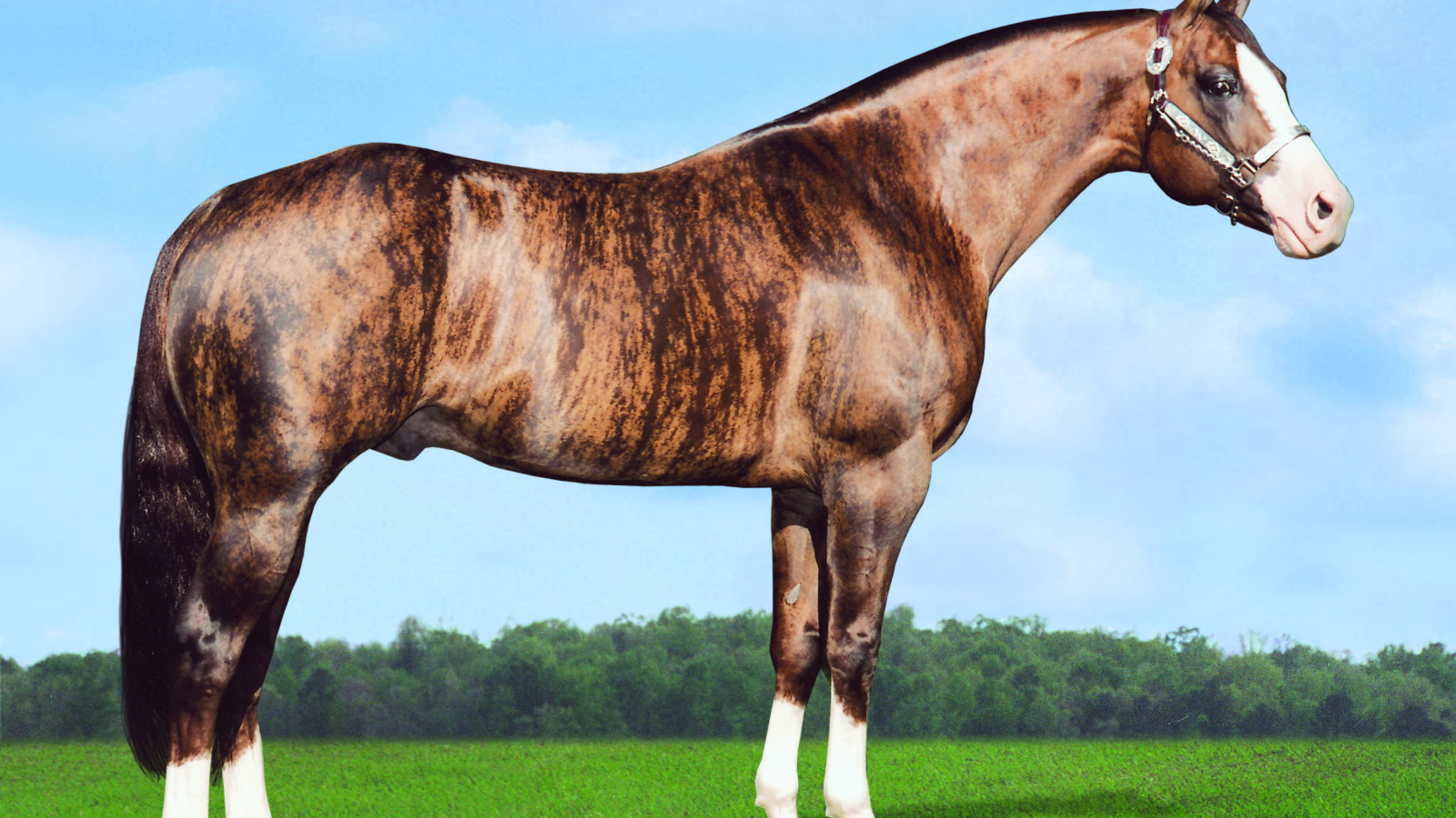 Золотая лошадь