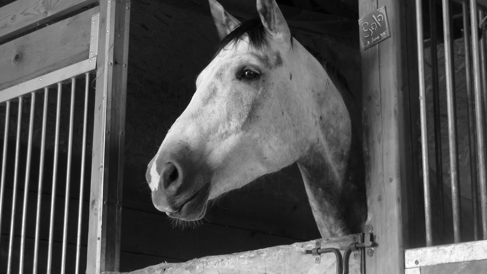 Загнанная лошадь