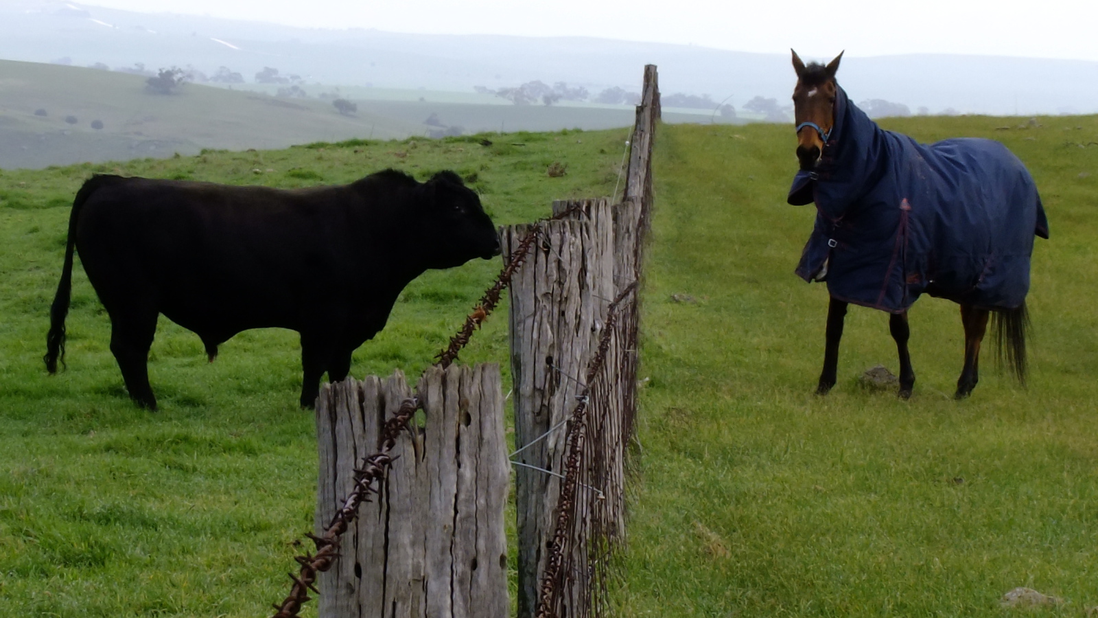 Лошадь и бык