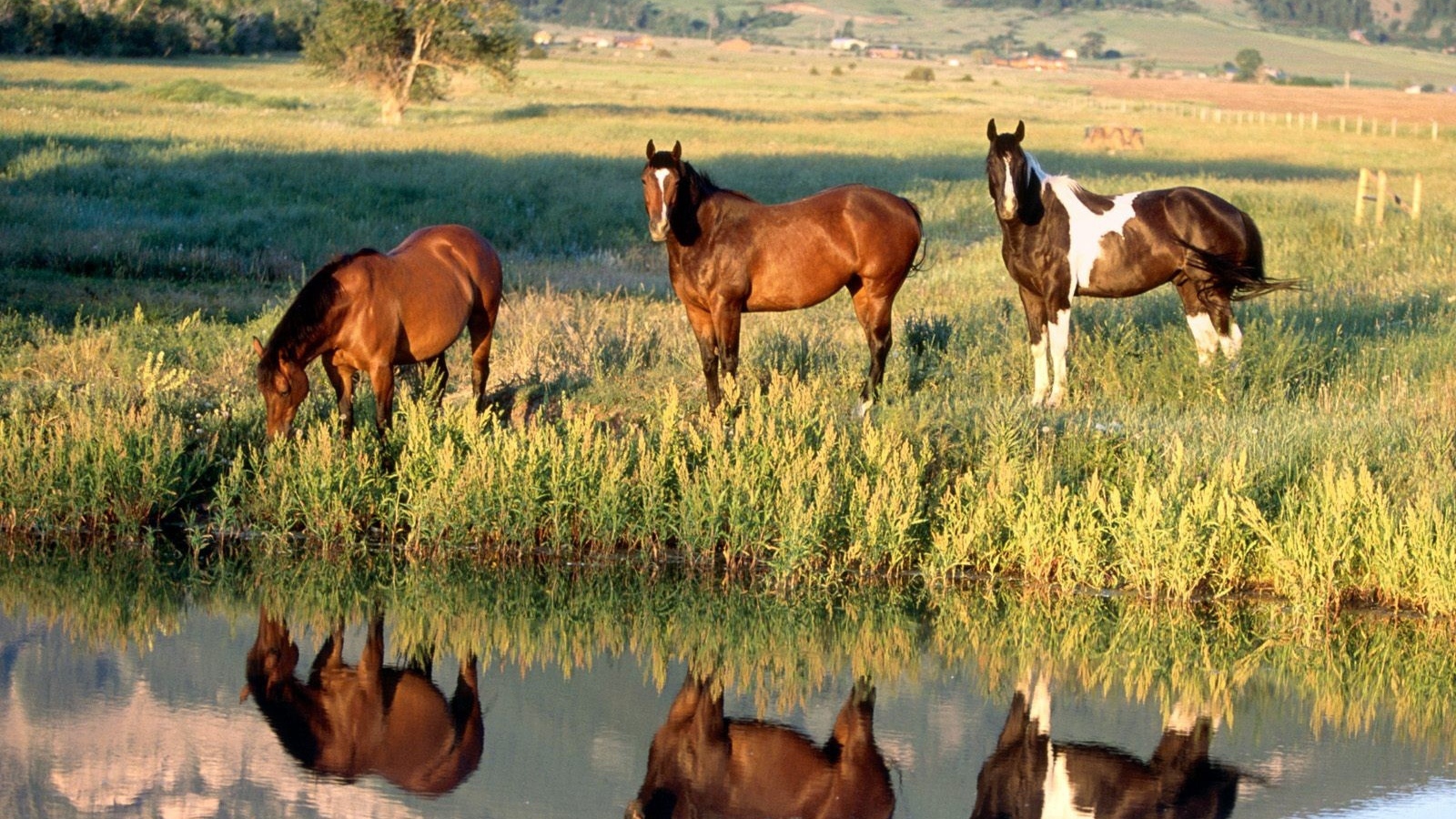 Лошади у ручья