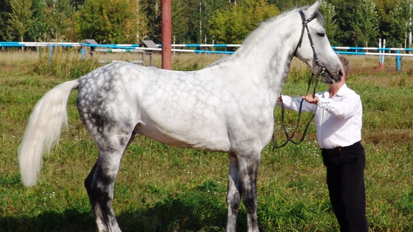 Лошади рысаки