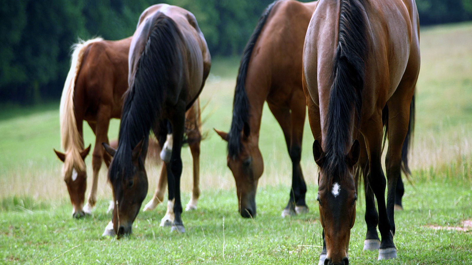 Большие лошади