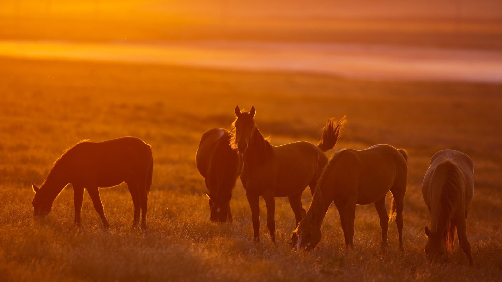 Легкие лошади
