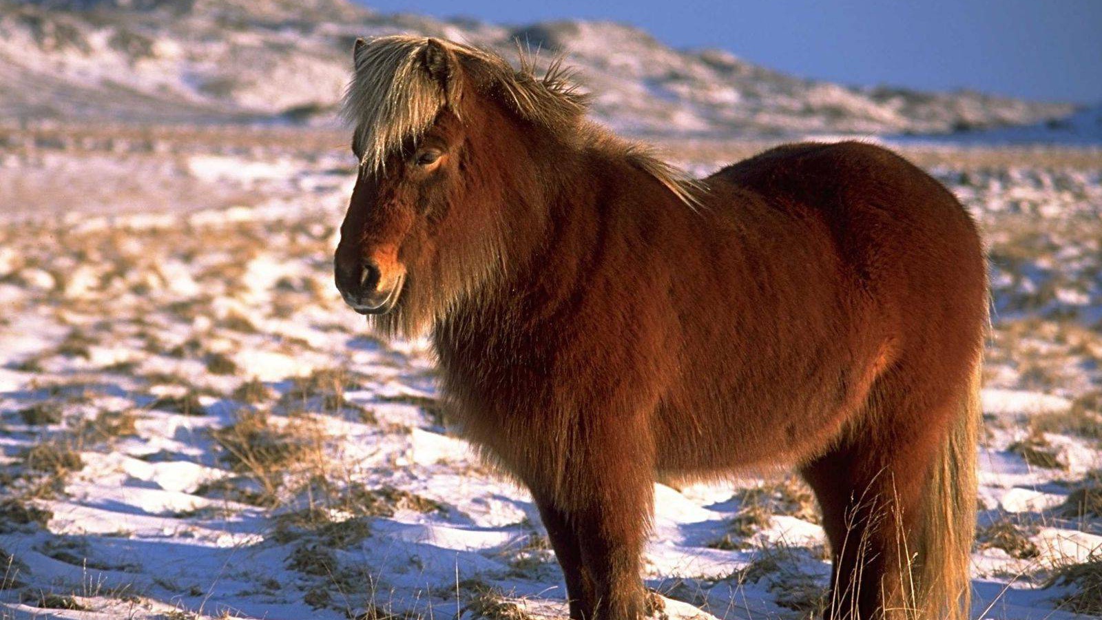 Карликовая лошадь