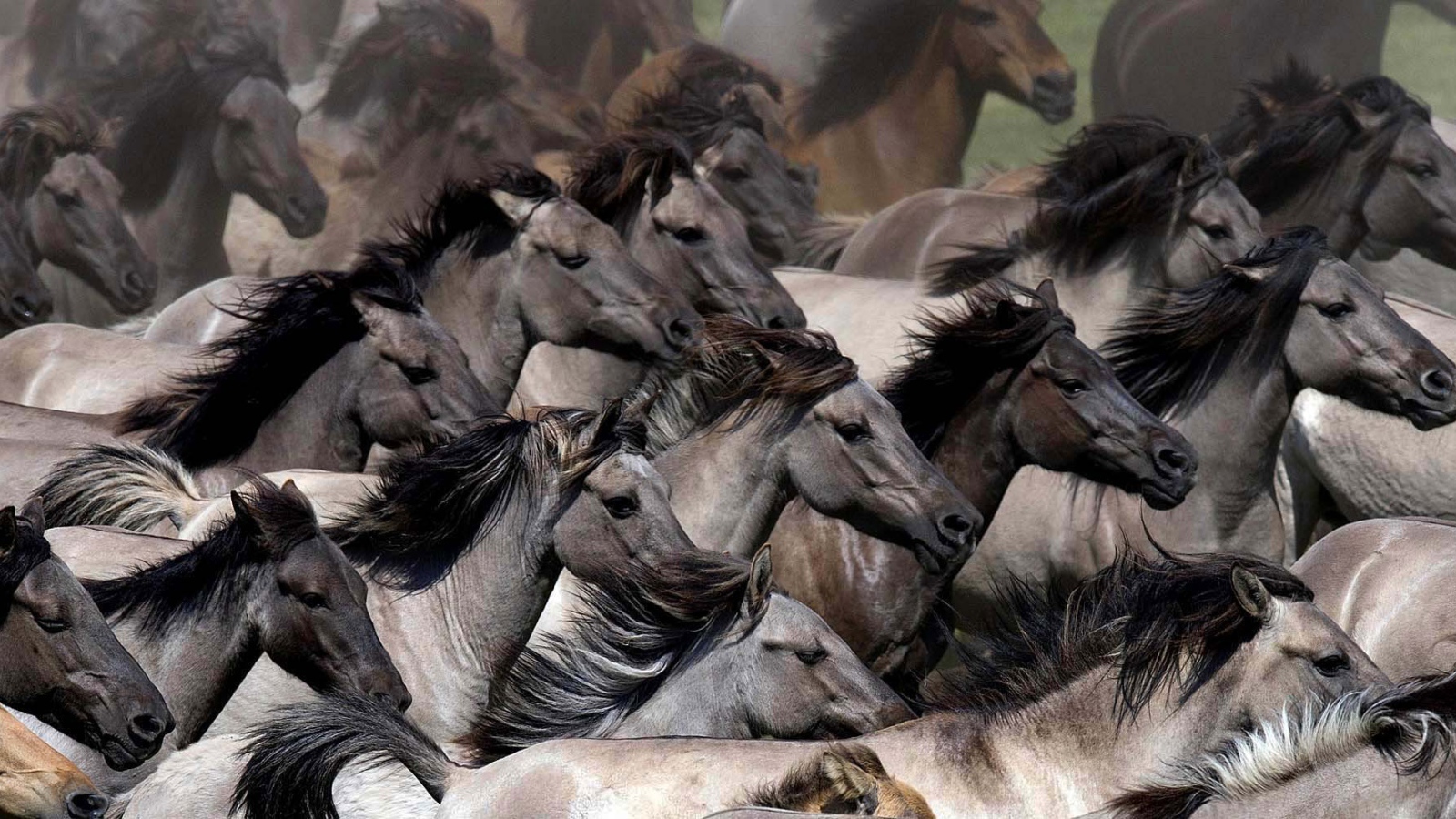 Планета лошадей