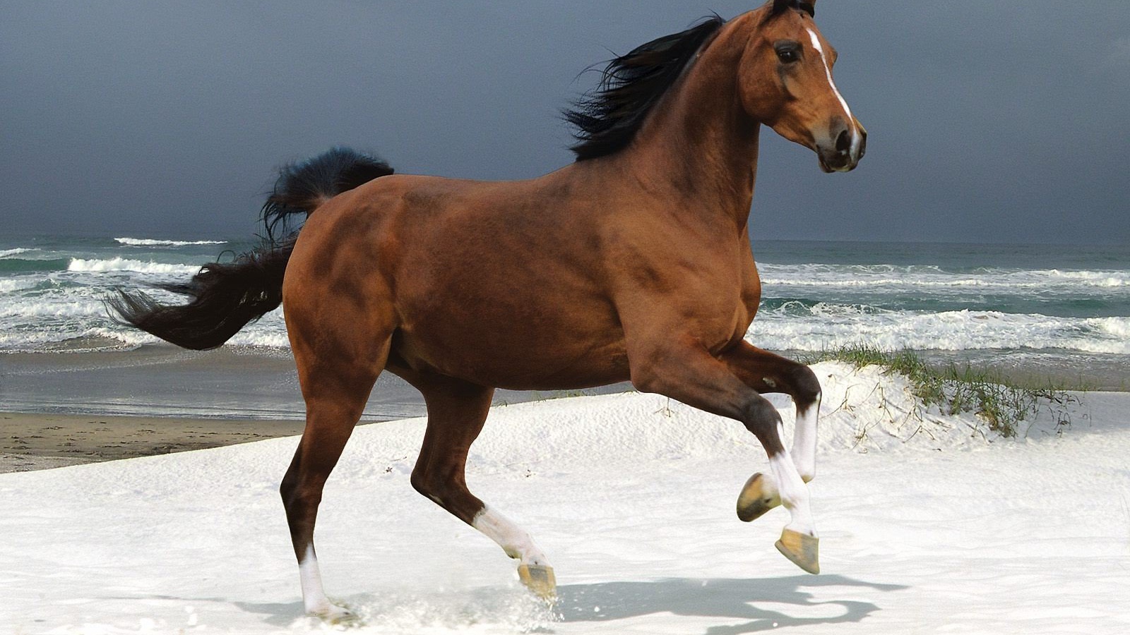 Бегущая лошадь