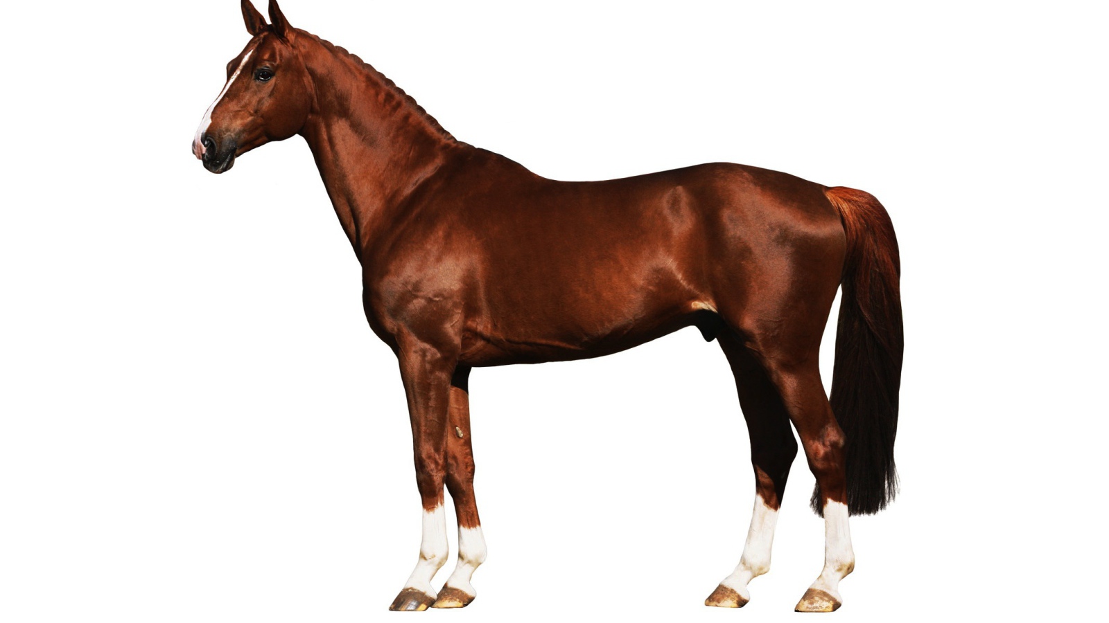 Подкованная лошадь