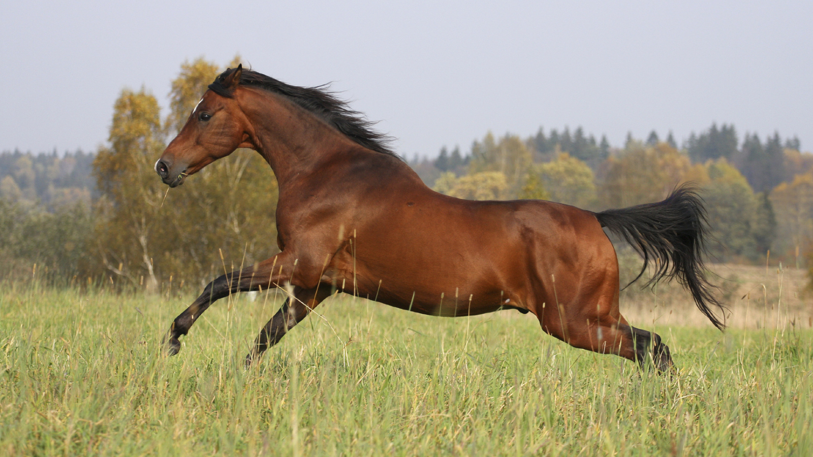 Умная лошадь