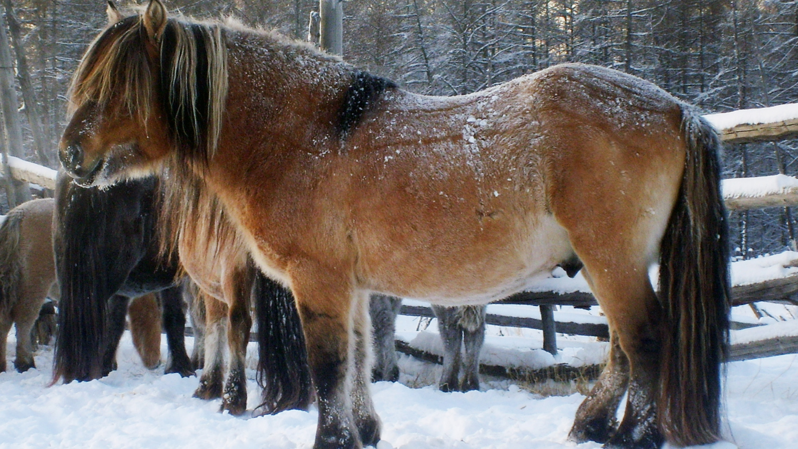 Сильные лошади