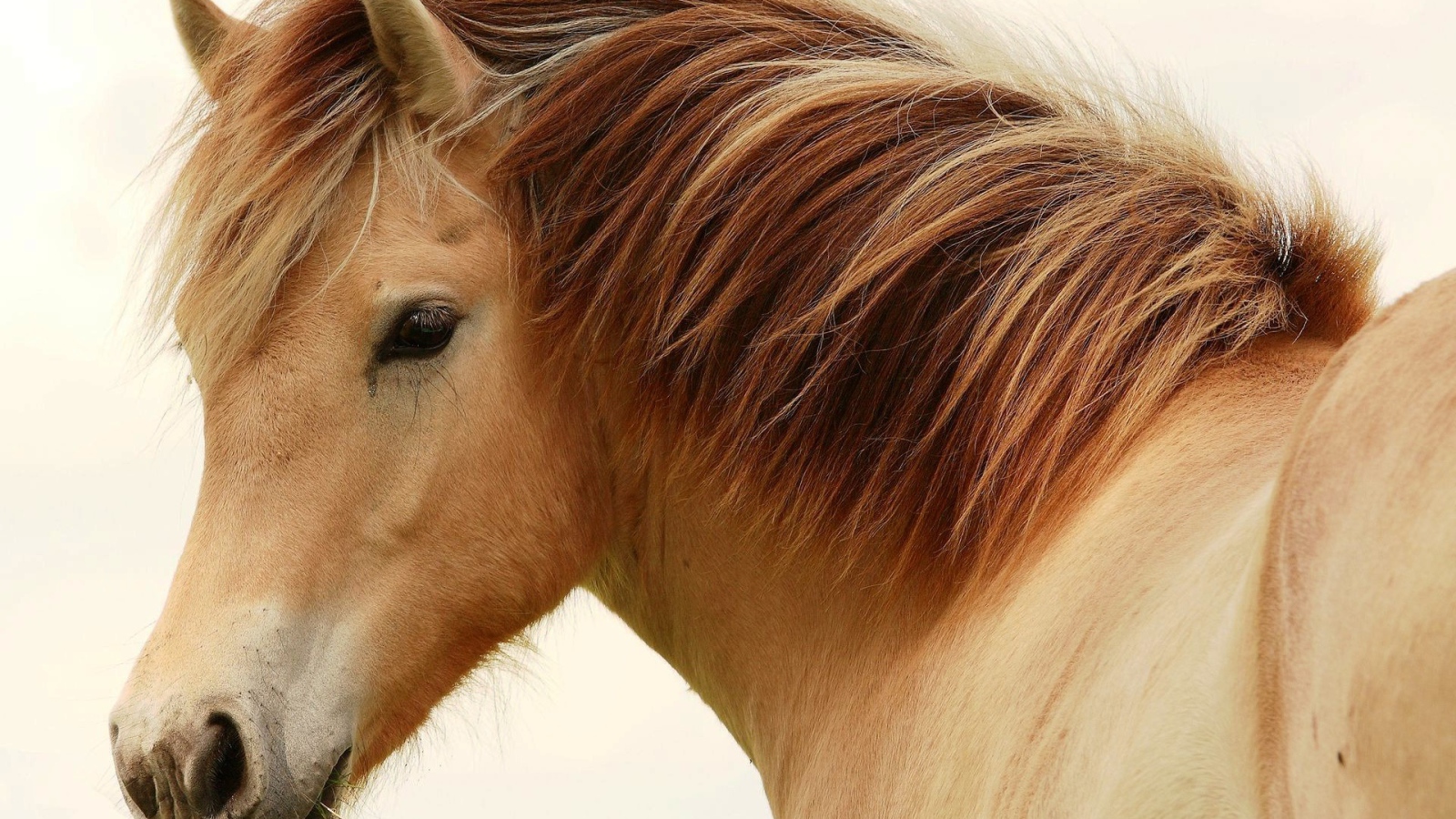 Великие лошади