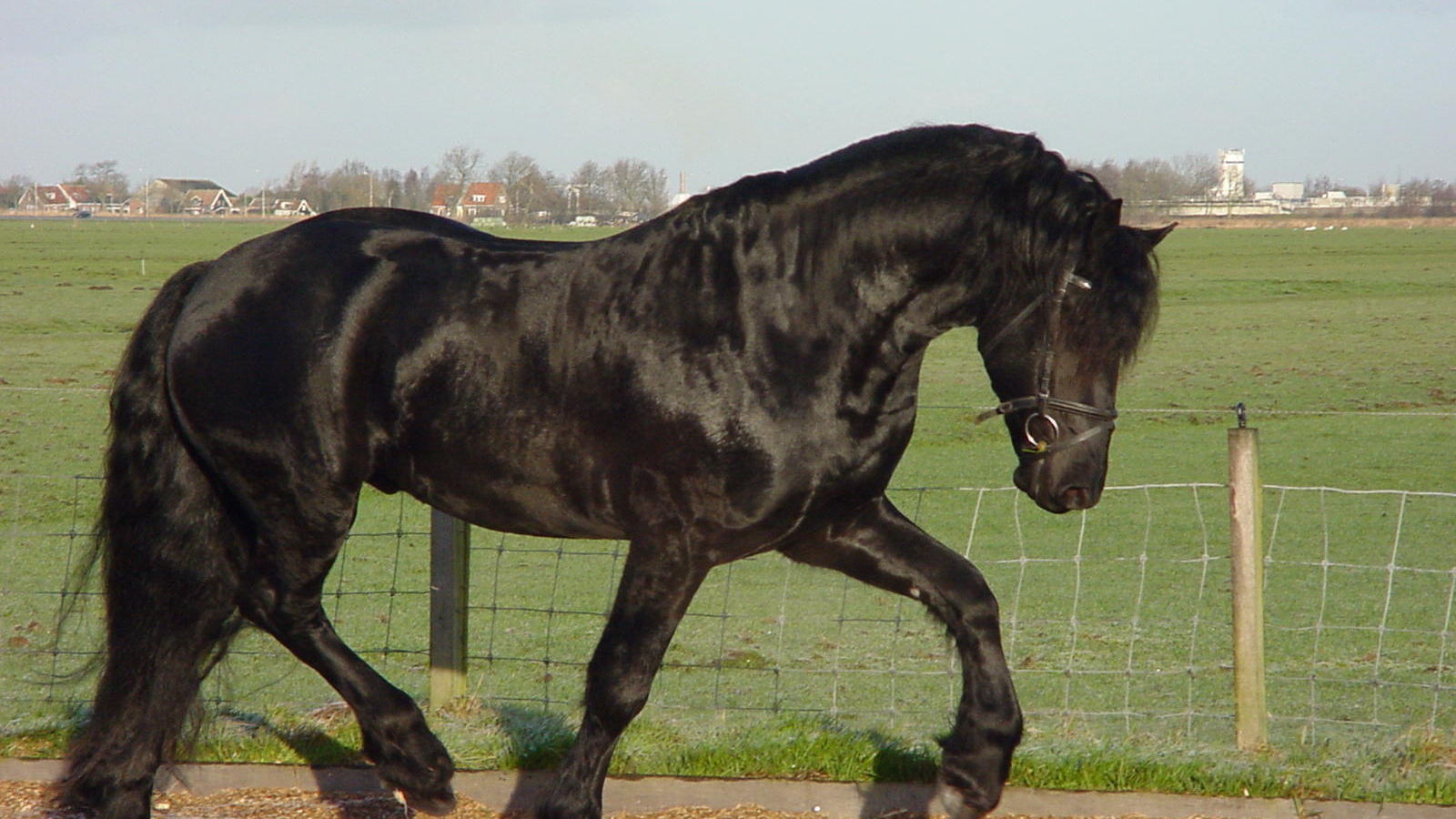 Самая дорогая лошадь