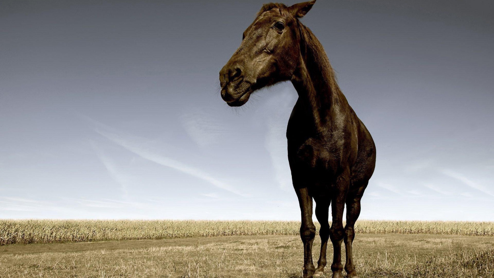 Уставшая лошадь