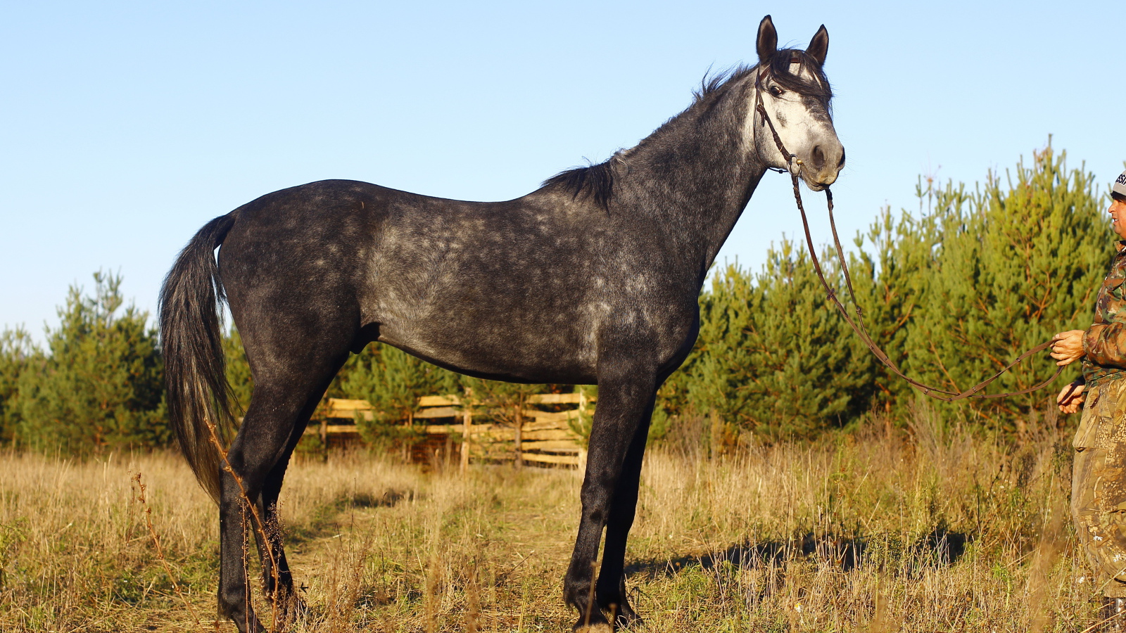 Рысистые лошади