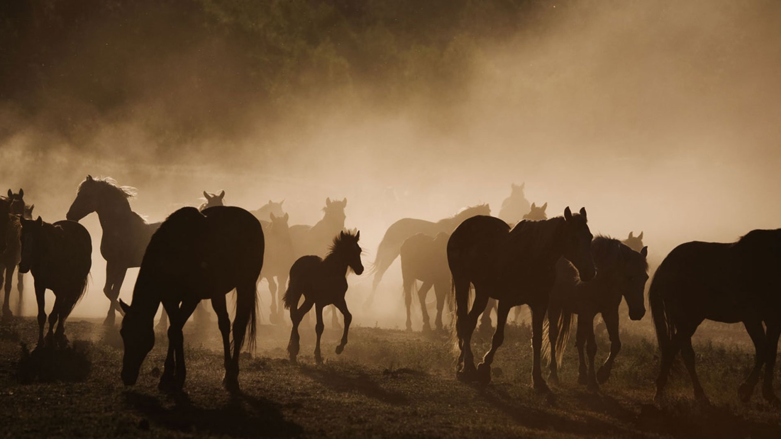 Долина лошадей