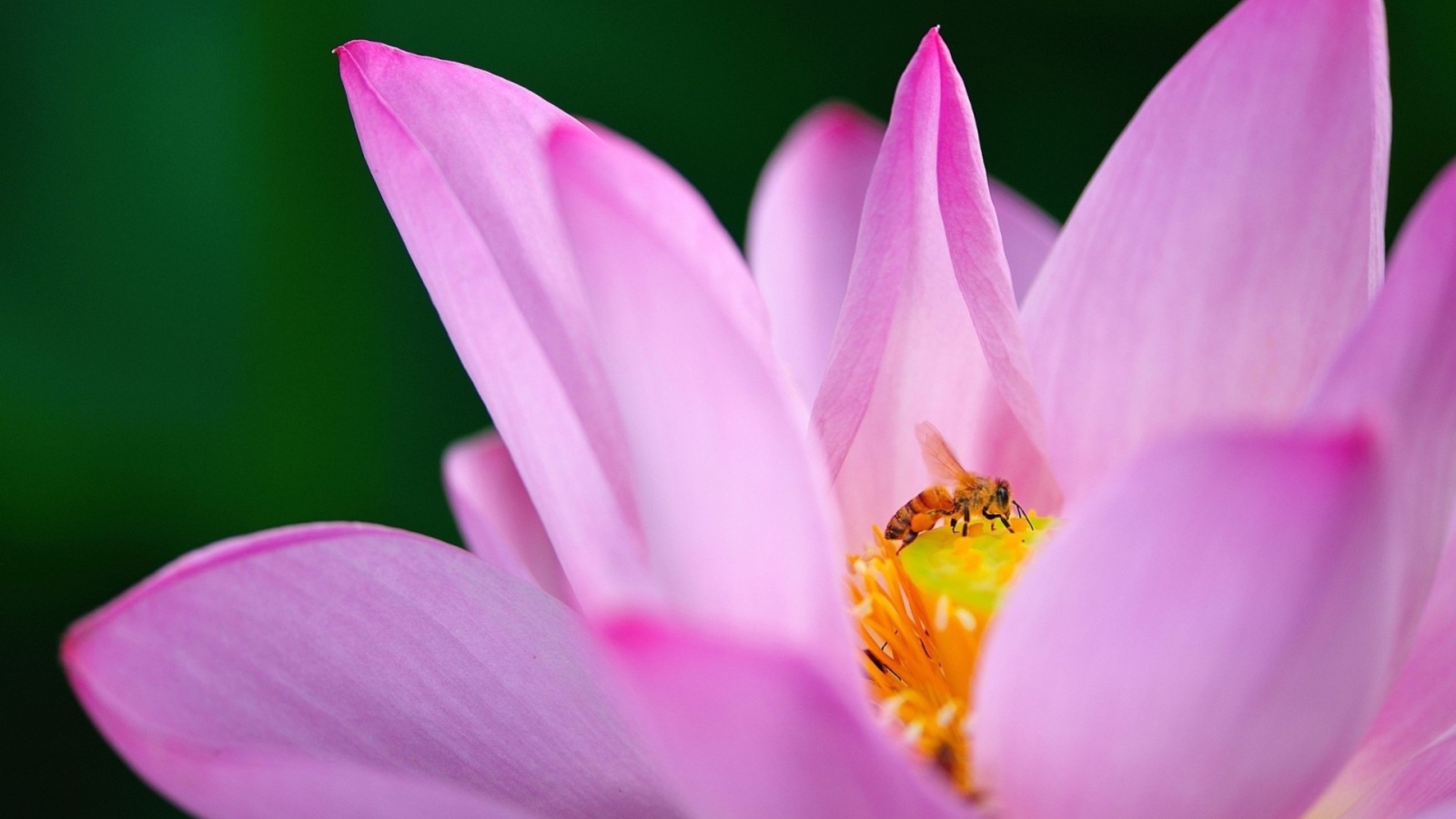 Пчела на лилии