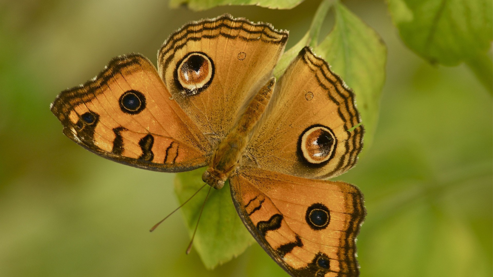 Бабочка на листе