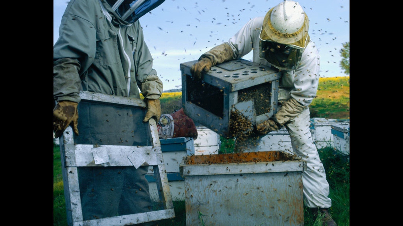 Высадка пчел в улей