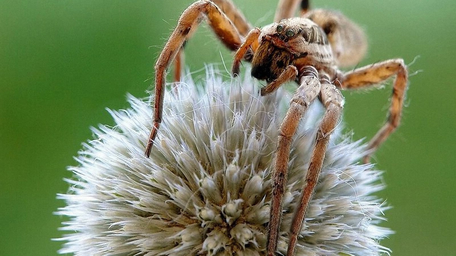 Паук на круглом цветке