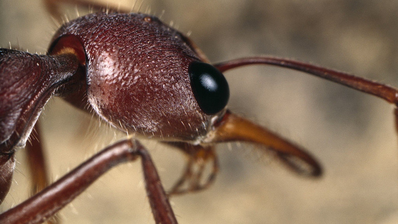 Голова муравья