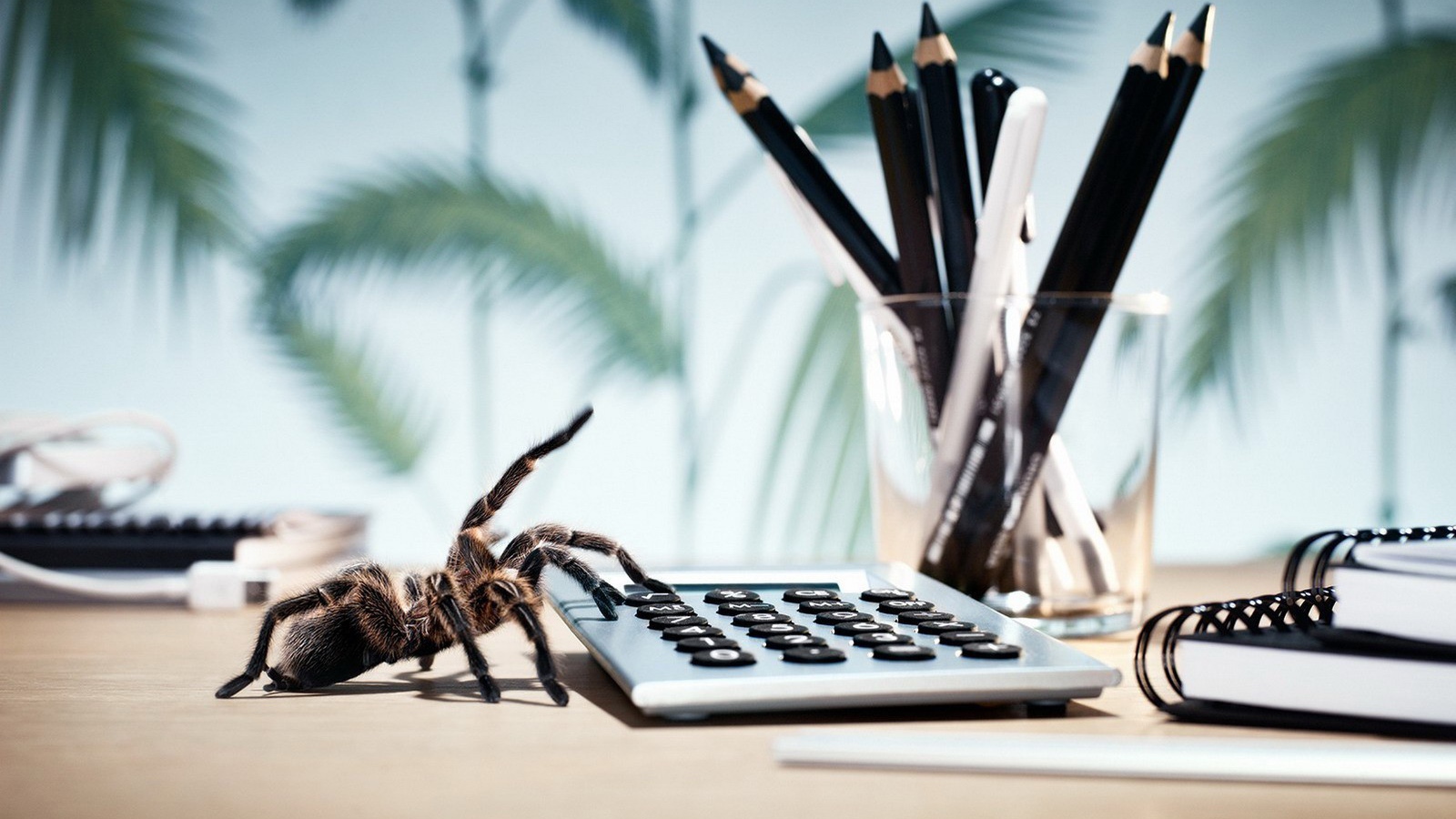 Паук у калькулятора
