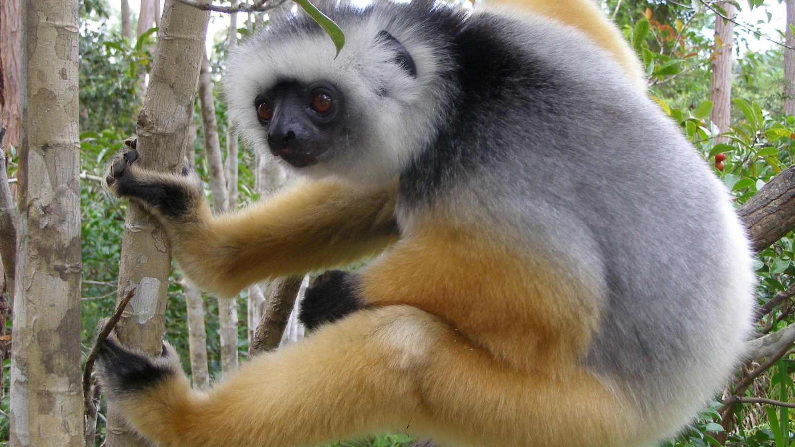 Обезьяна лезет на дерево