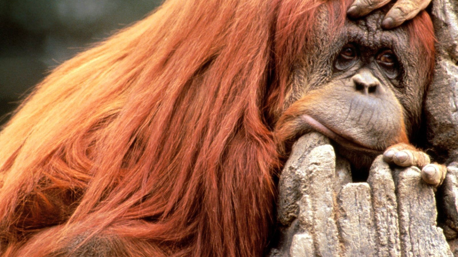 Что то я сегодня плохо выгляжу