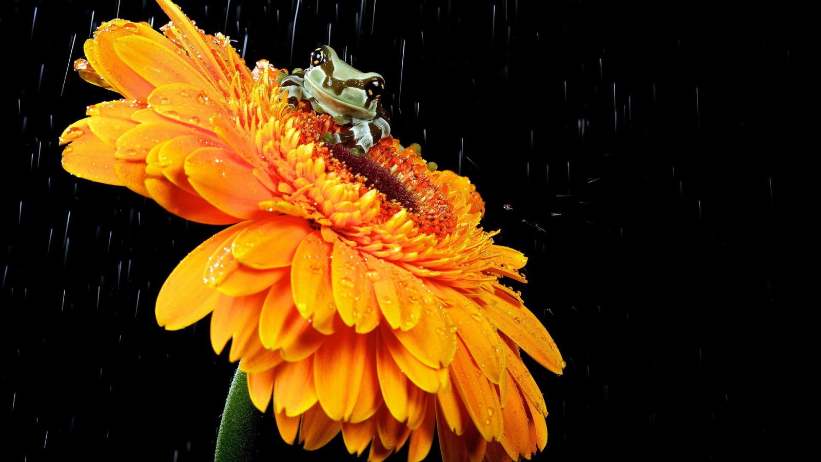 Лягушка на желтом цветке