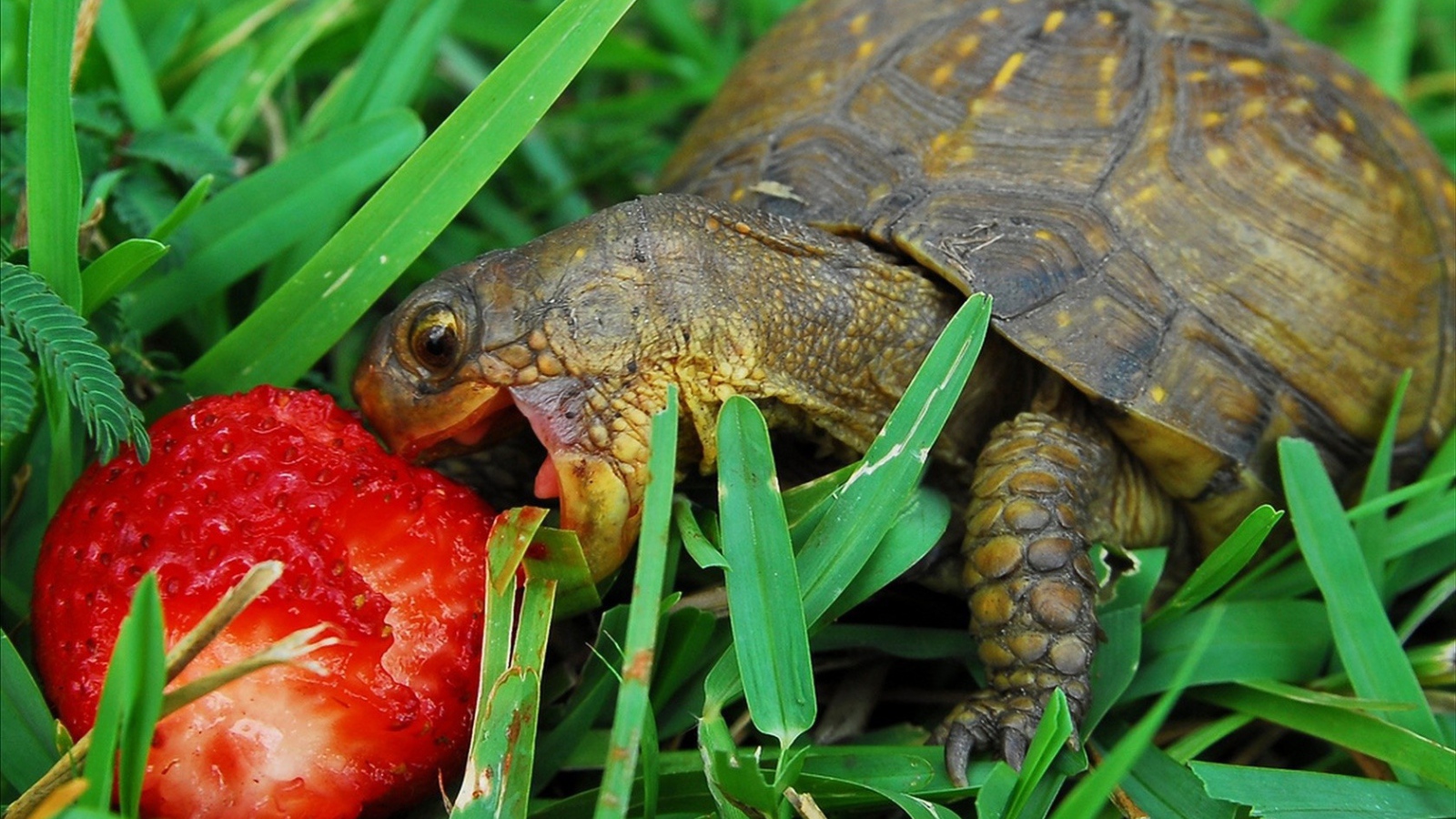 Черепаха с ягодой