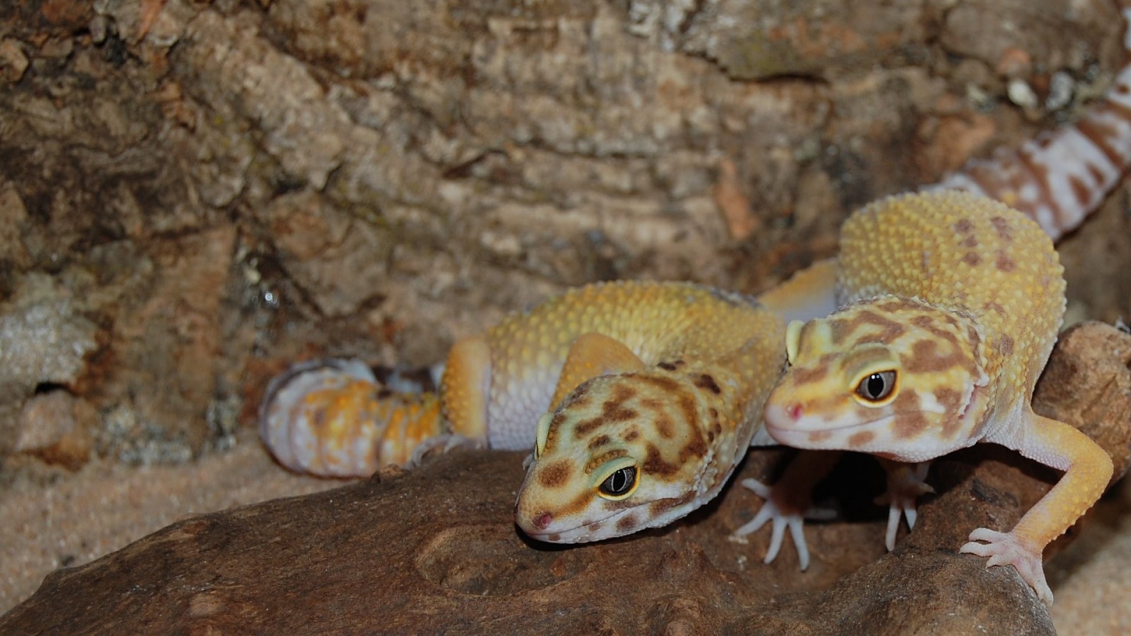 Две ящерицы