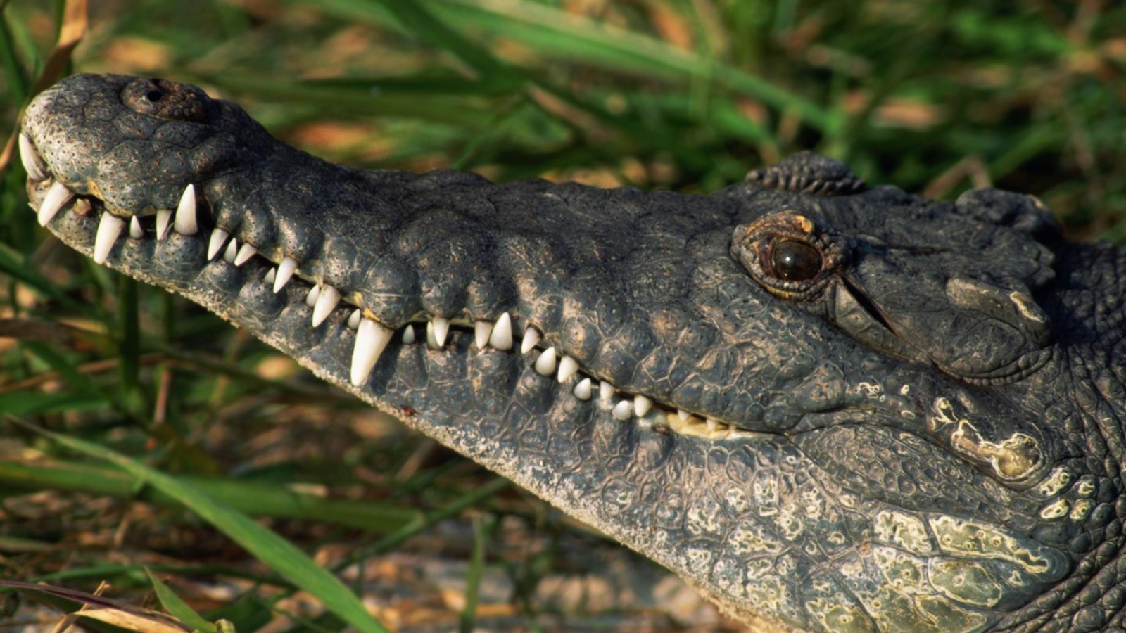 Белые зубы крокодила
