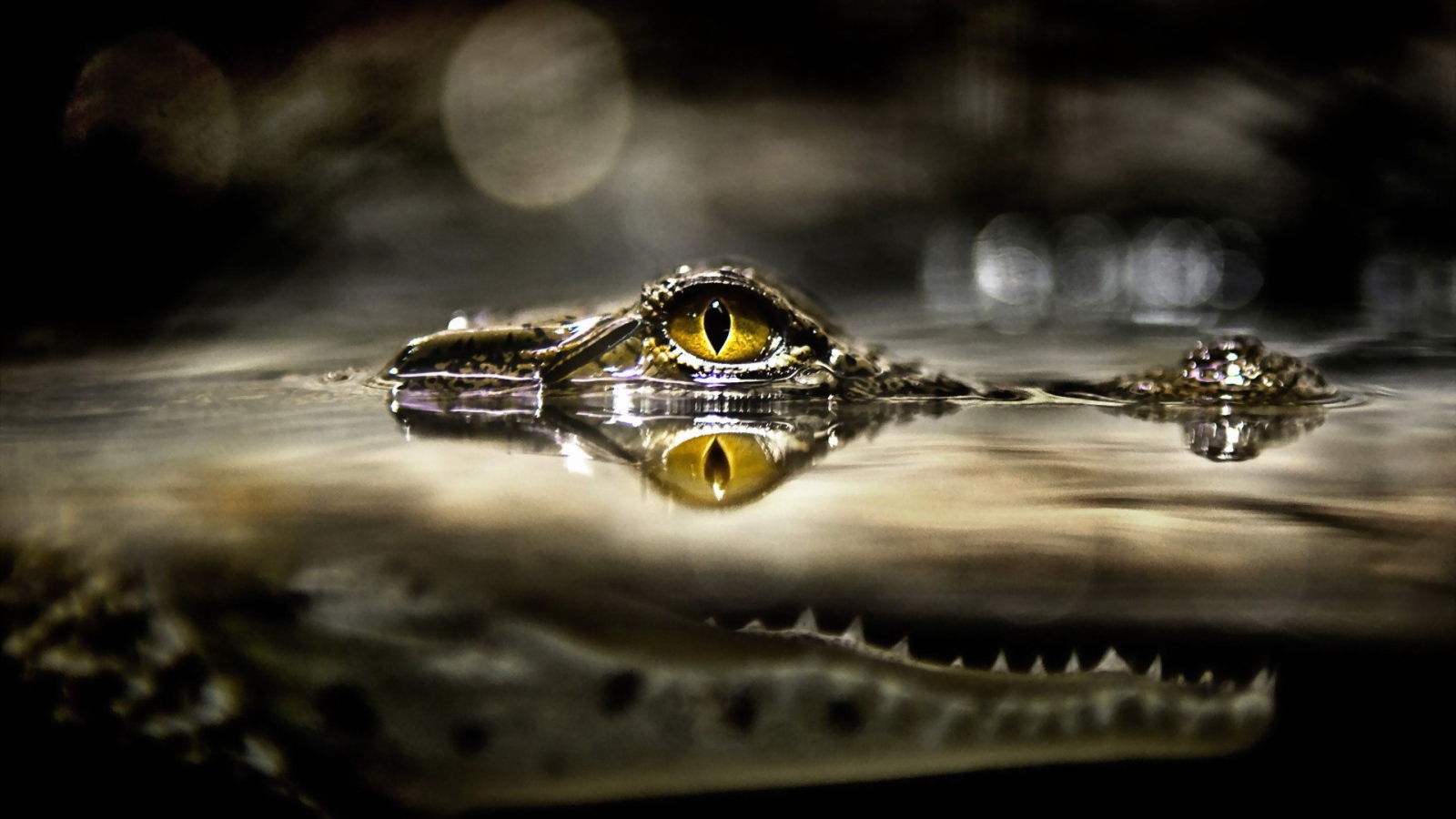 Глаз крокодила над водой