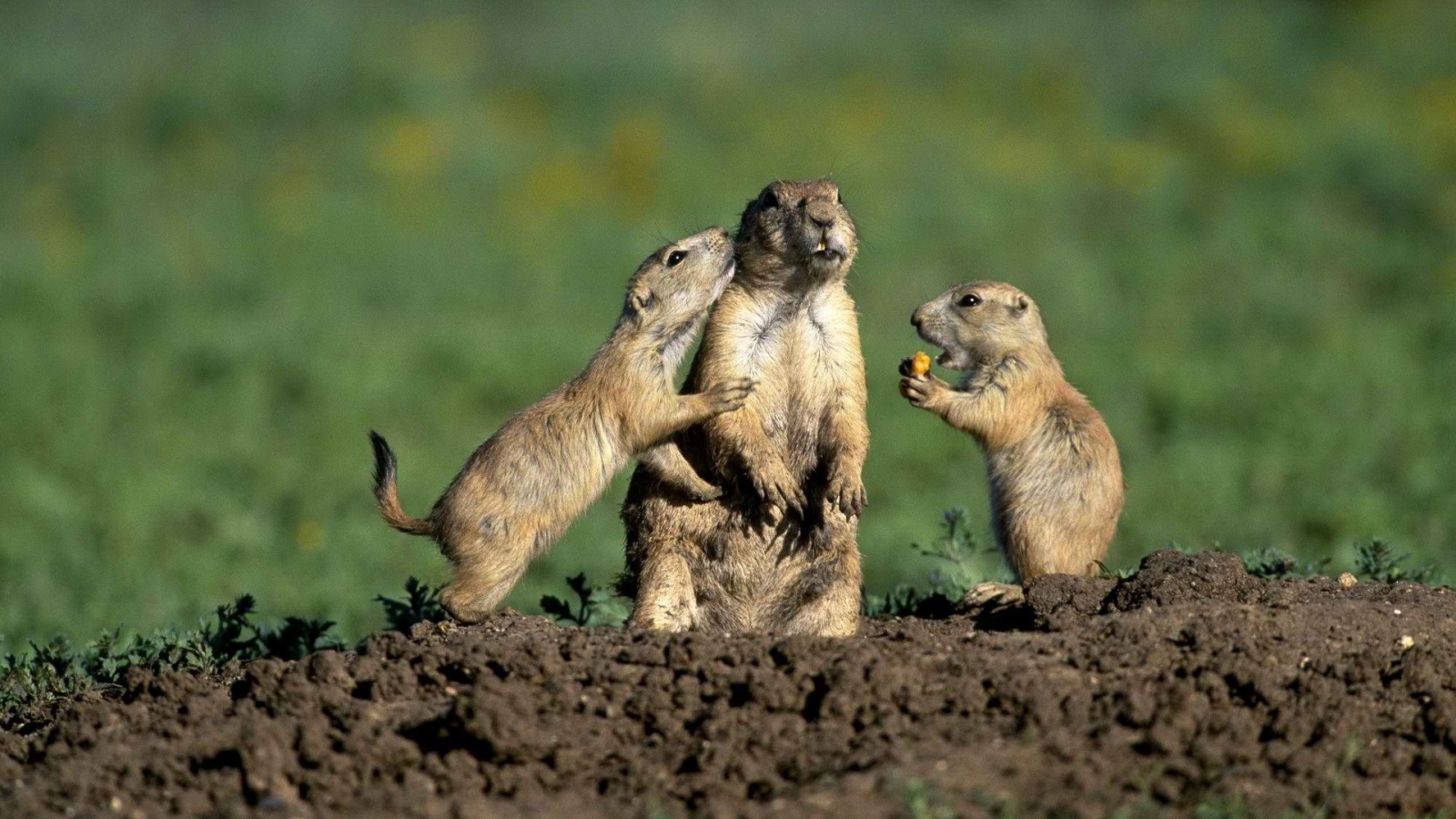 Стукач у сусликов