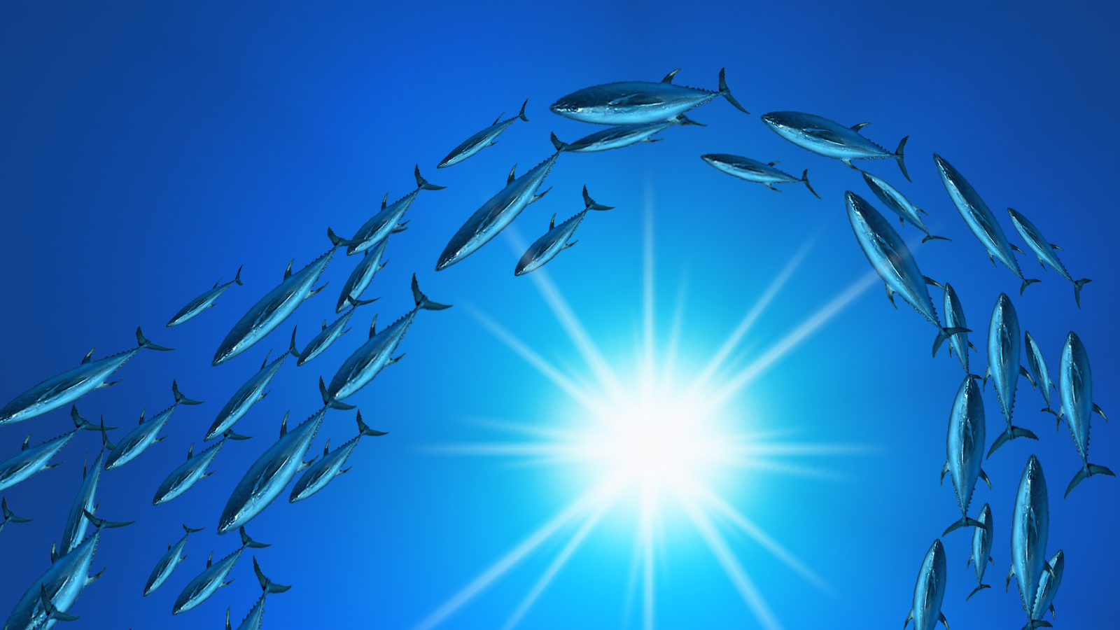 Плывет стая тунцов
