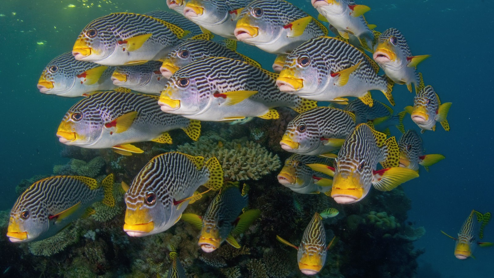 Коралловые разноцветные рыбы