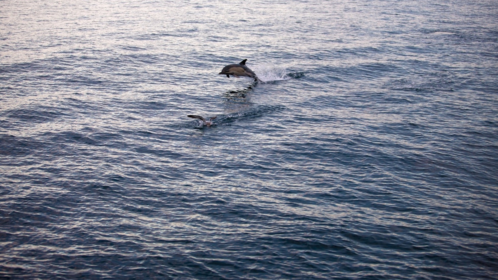 Дельфин выпрыгнул из воды
