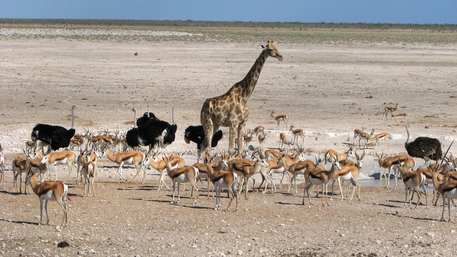 Животные Африки