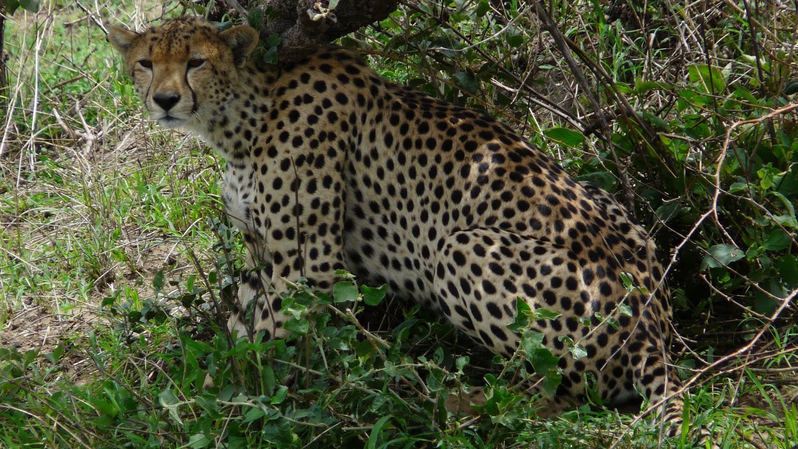 Животные кошачьей породы гепард