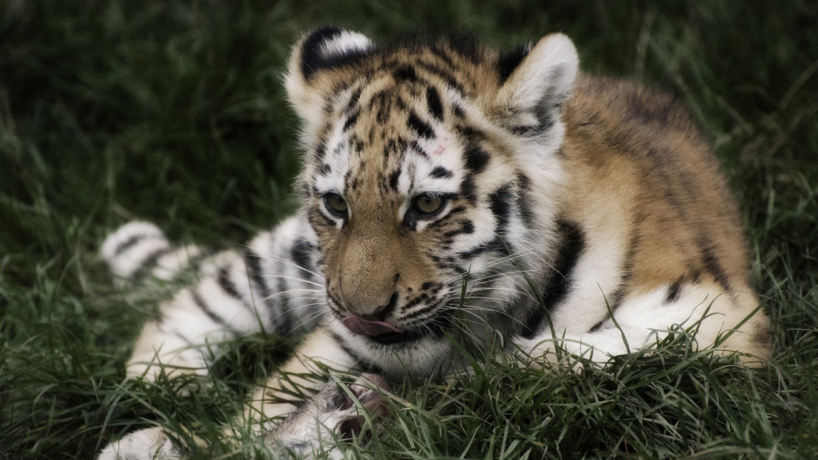 Тигр отдыхает в траве