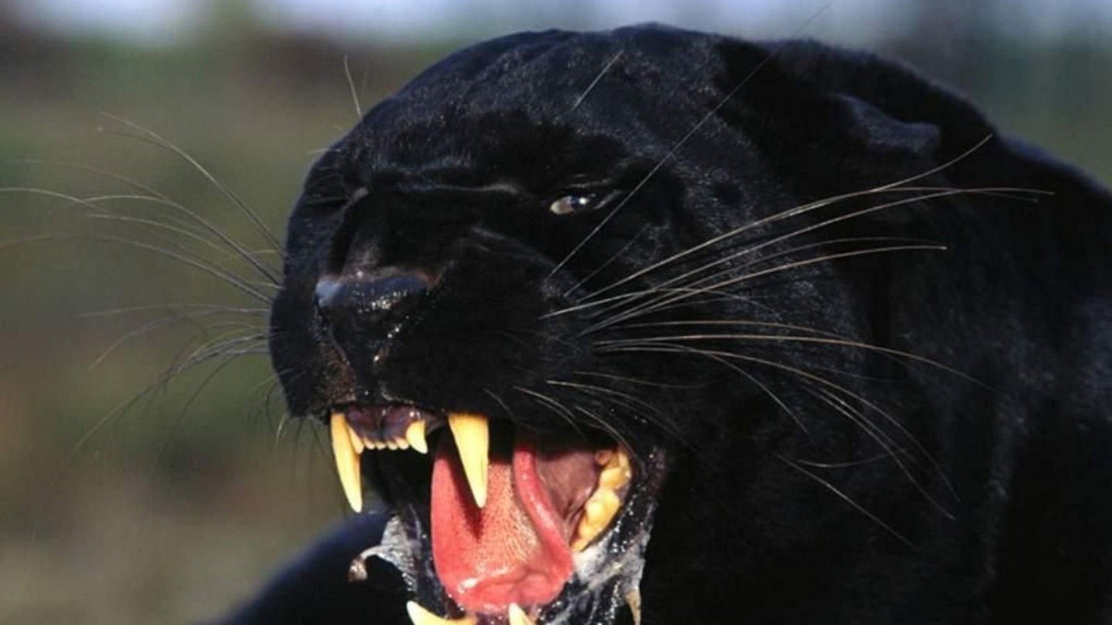 Черная пантера показывает клыки