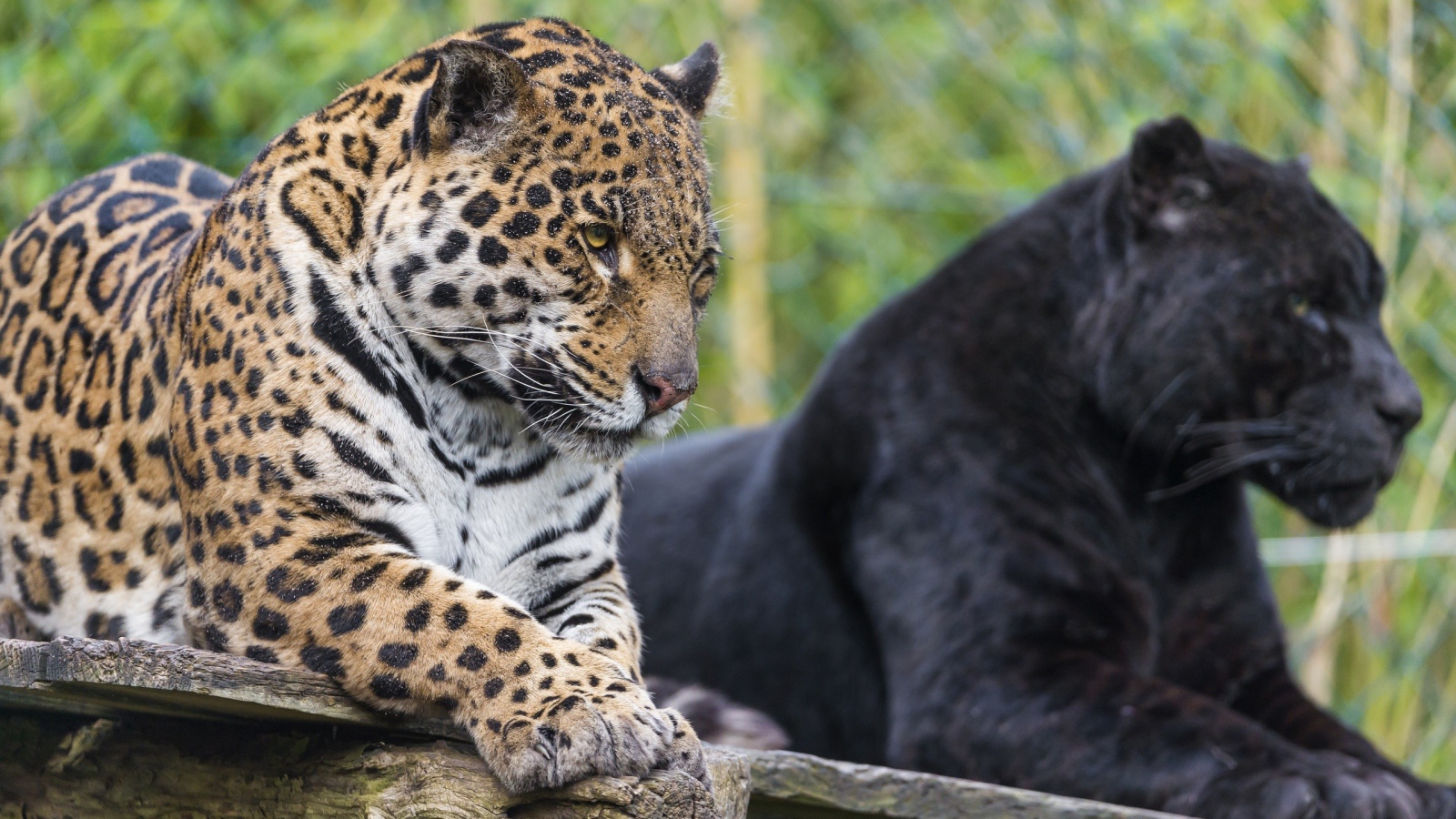 Черная и пятнистая пантера