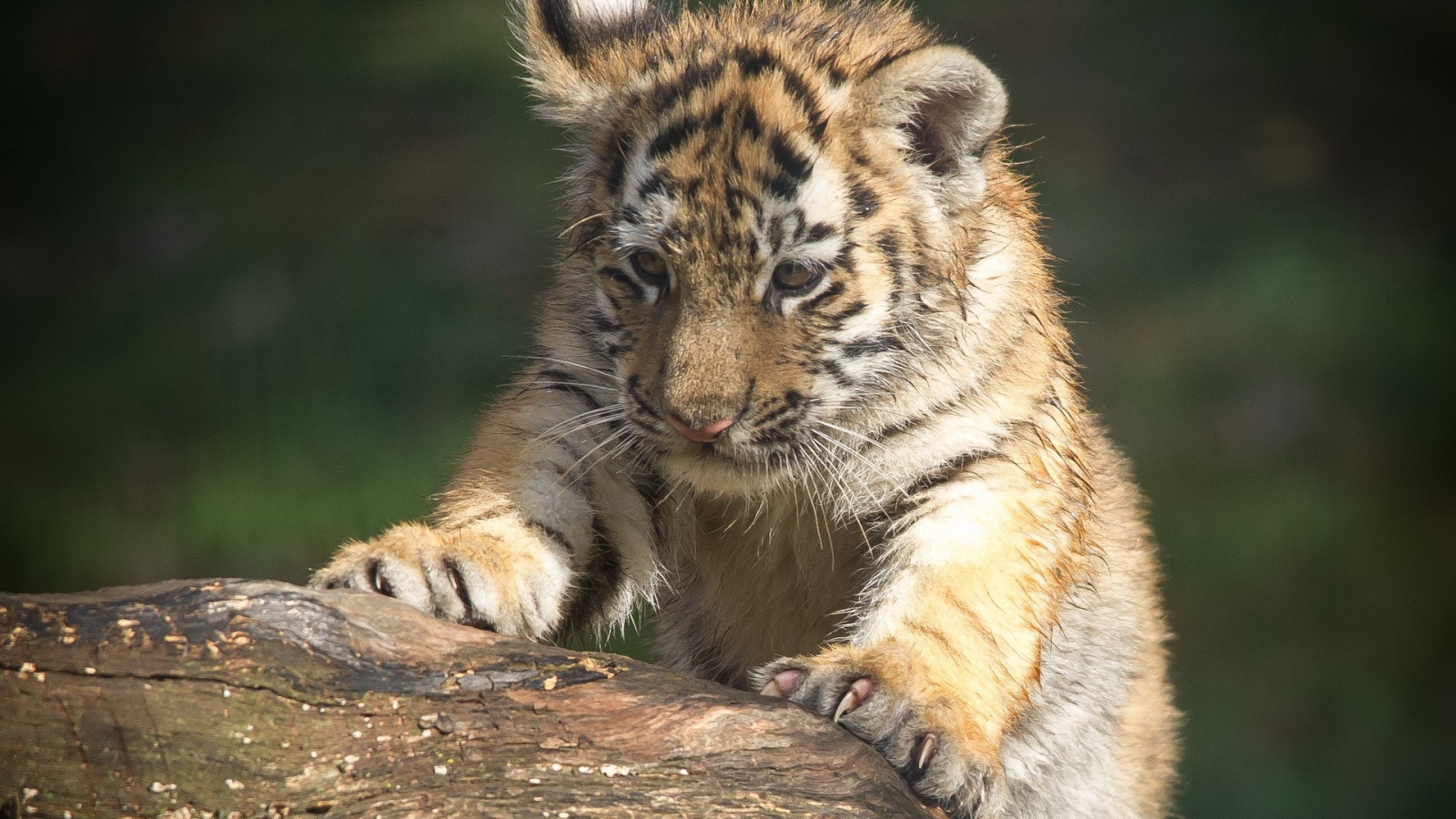 Тигренок царапает дерево