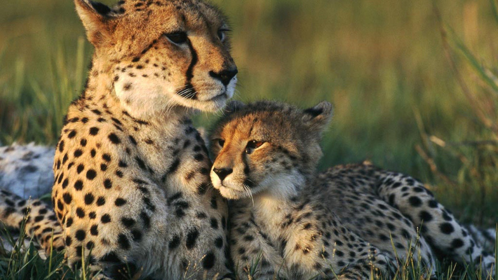 Семья Гепардов