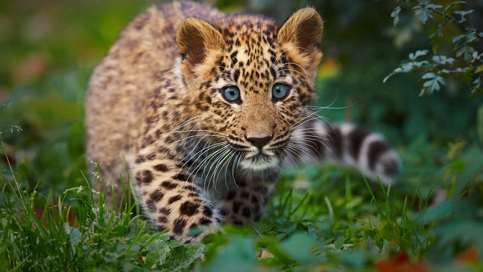 Детенышь леопарда