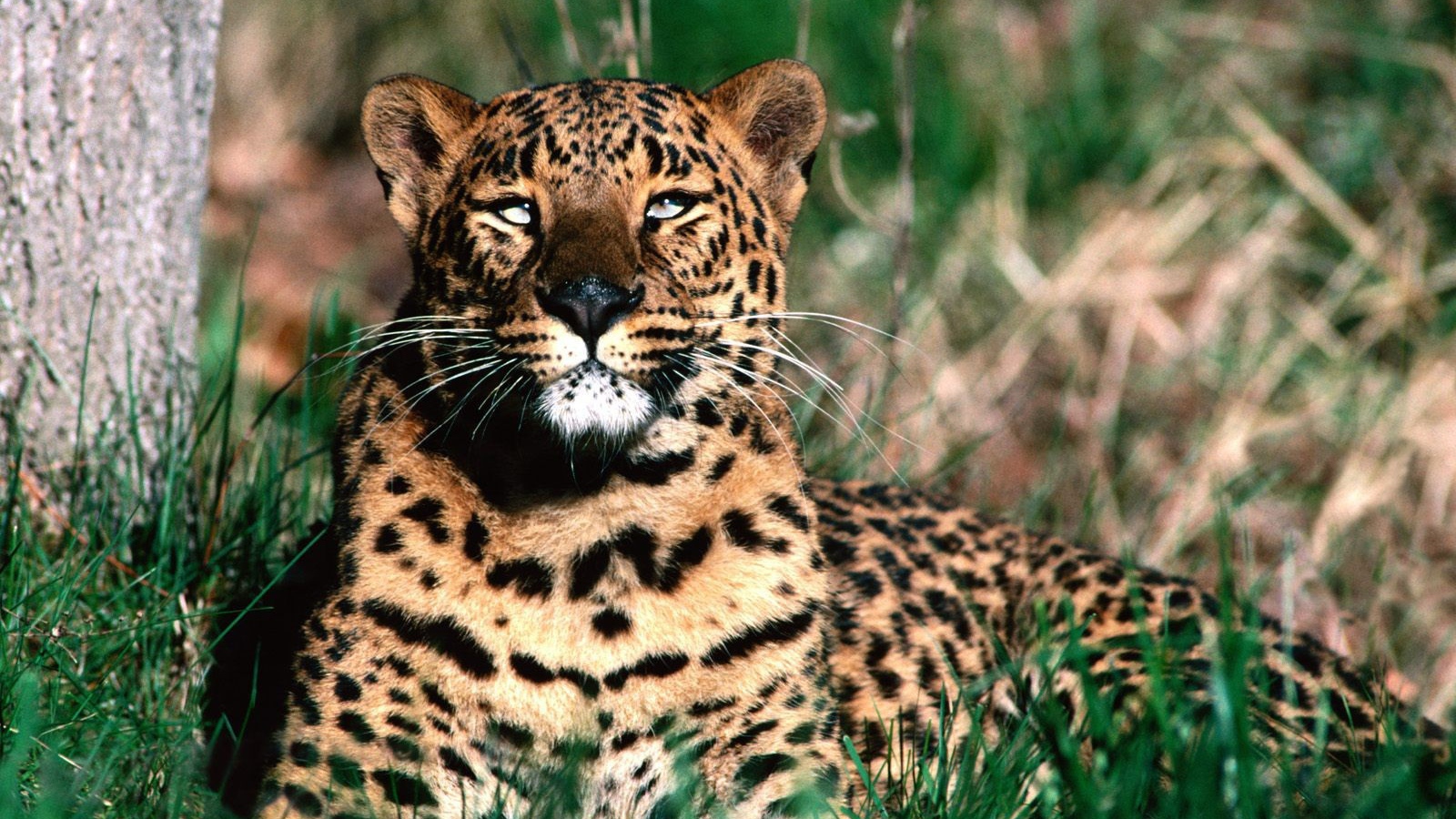 Леопард отдыхает после обеда